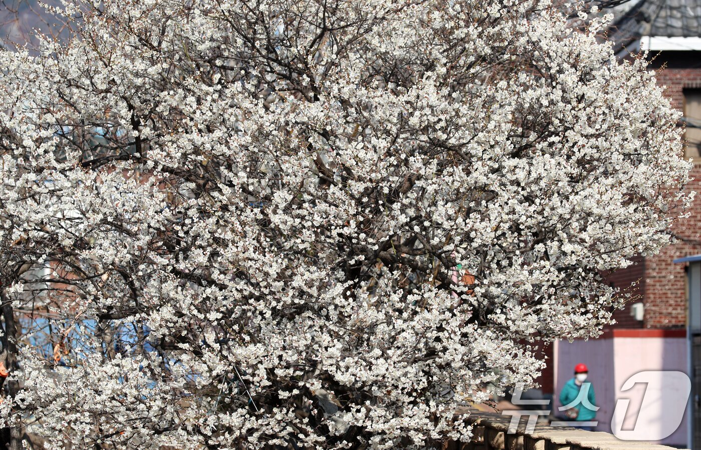 본문 이미지 - 완연한 봄 날씨를 보인 10일 부산 수영구 한 주택가에 매화꽃이 활짝 펴 시민들의 눈길을 끌고 있다. 2025.3.10/뉴스1 ⓒ News1 윤일지 기자