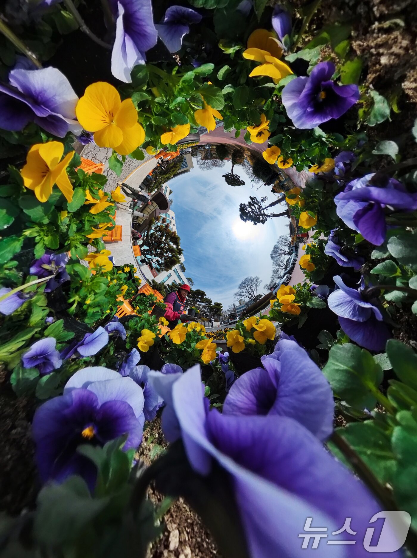 본문 이미지 - 포근한 봄 날씨를 보인 10일 오전 대전 유성구청 광장에서 녹지산림과 관계자들이 펜지 등 봄꽃을 식재하고 있다. 2025.3.10/뉴스1 ⓒ News1 김기태 기자