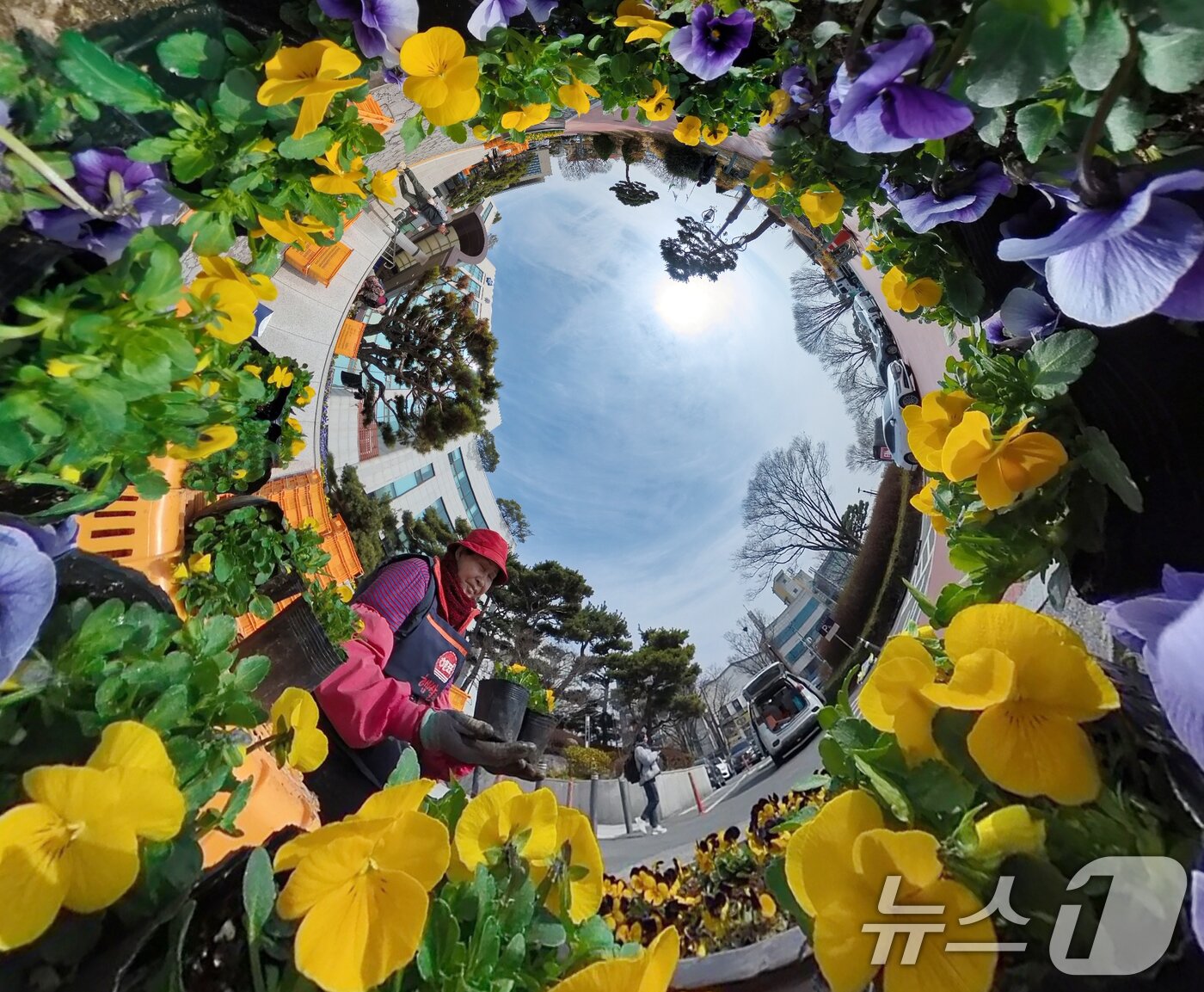 본문 이미지 - 포근한 봄 날씨를 보인 10일 오전 대전 유성구청 광장에서 녹지산림과 관계자들이 펜지 등 봄꽃을 식재하고 있다. 2025.3.10/뉴스1 ⓒ News1 김기태 기자