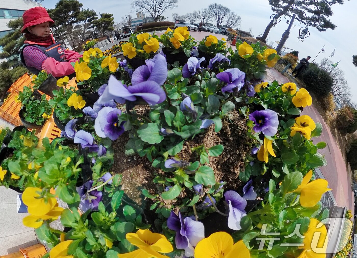 본문 이미지 - 포근한 봄 날씨를 보인 10일 오전 대전 유성구청 광장에서 녹지산림과 관계자들이 펜지 등 봄꽃을 식재하고 있다. 2025.3.10/뉴스1 ⓒ News1 김기태 기자