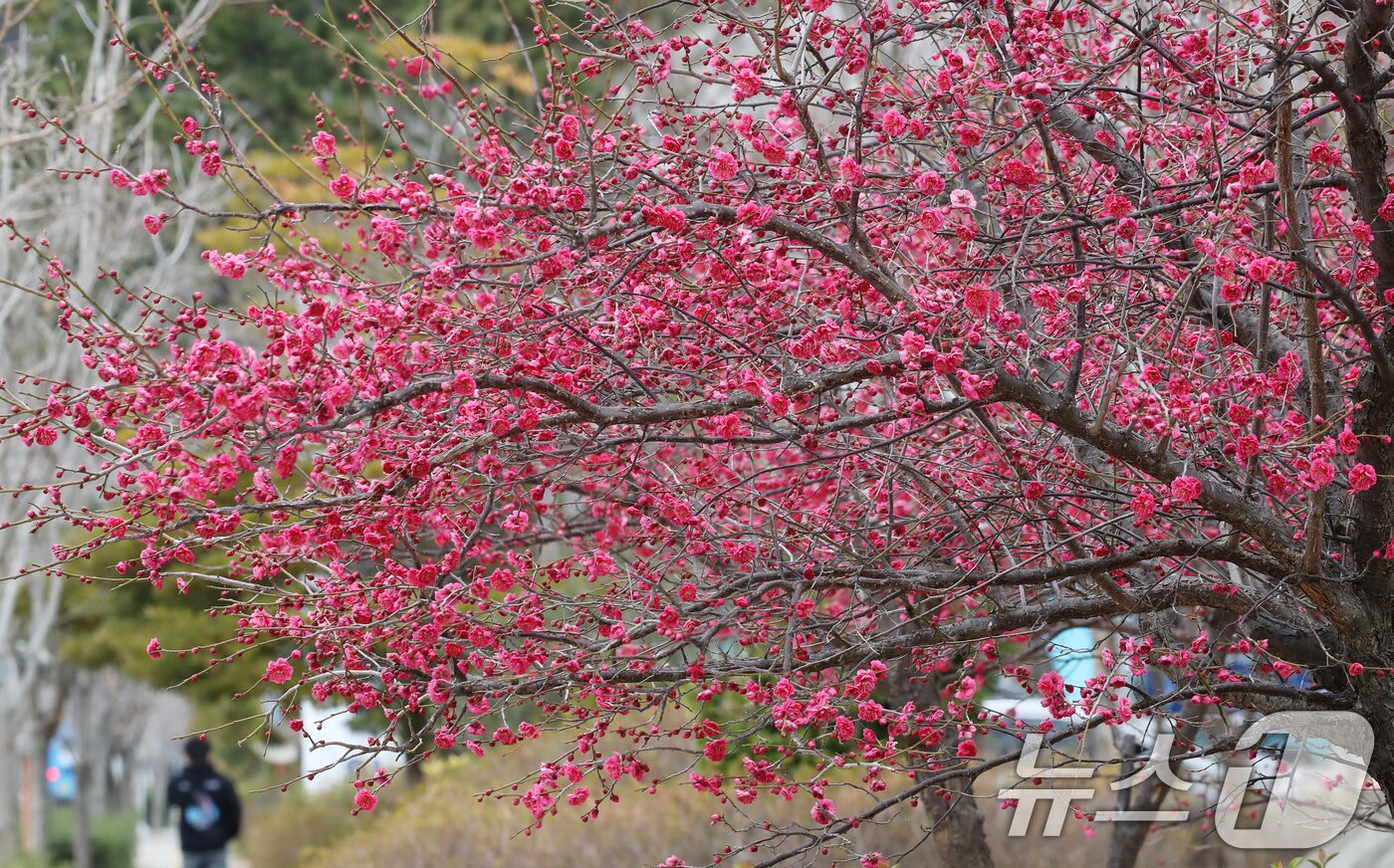 본문 이미지 - 완연함 봄 날씨를 보인 10일 부산 영도구 한 도로변 화단에 홍매화꽃이 활짝 펴 시민들의 눈길을 끌고 있다. 2025.3.10/뉴스1 ⓒ News1 윤일지 기자