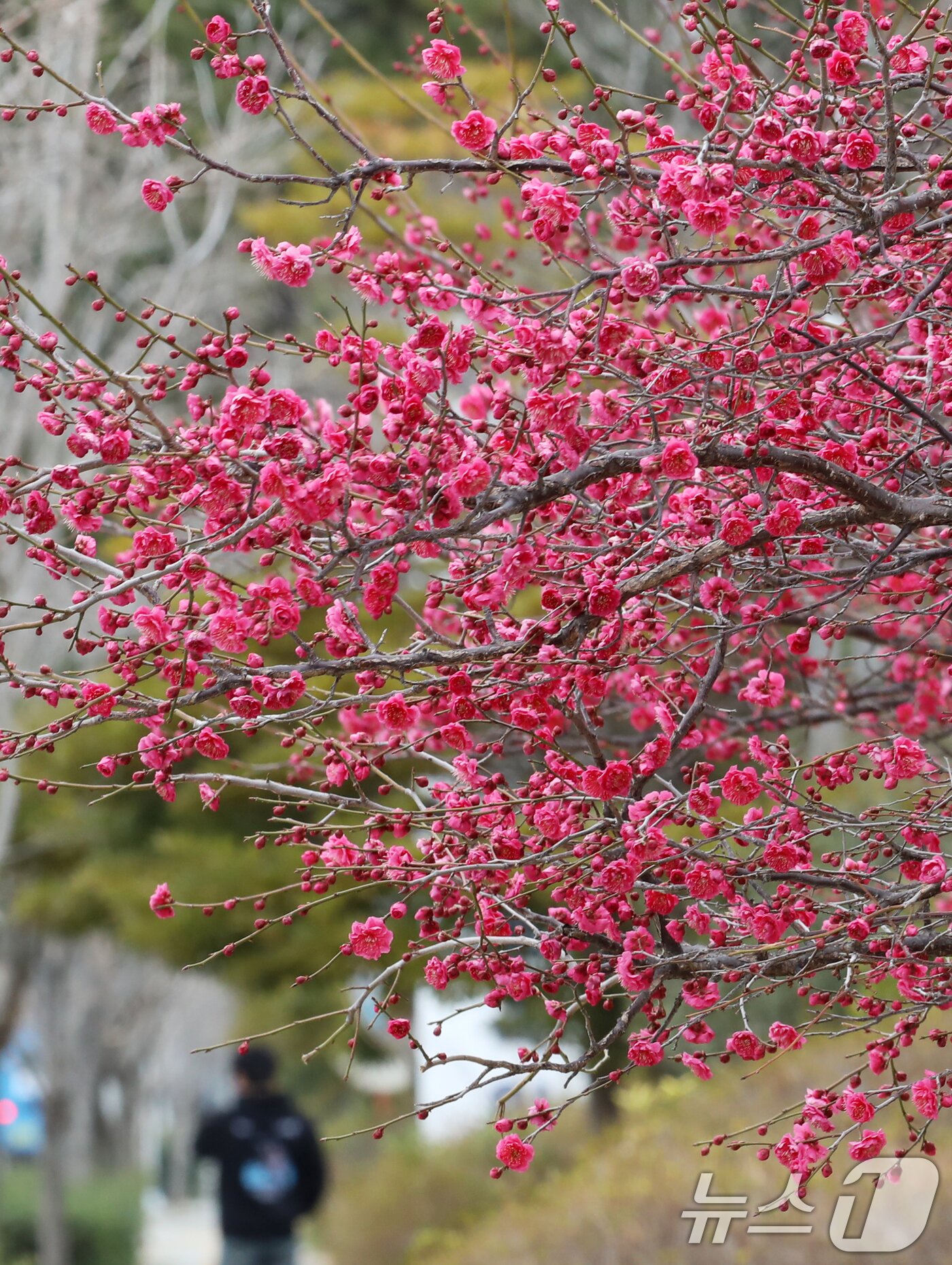 본문 이미지 - 완연함 봄 날씨를 보인 10일 부산 영도구 한 도로변 화단에 홍매화꽃이 활짝 펴 시민들의 눈길을 끌고 있다. 2025.3.10/뉴스1 ⓒ News1 윤일지 기자
