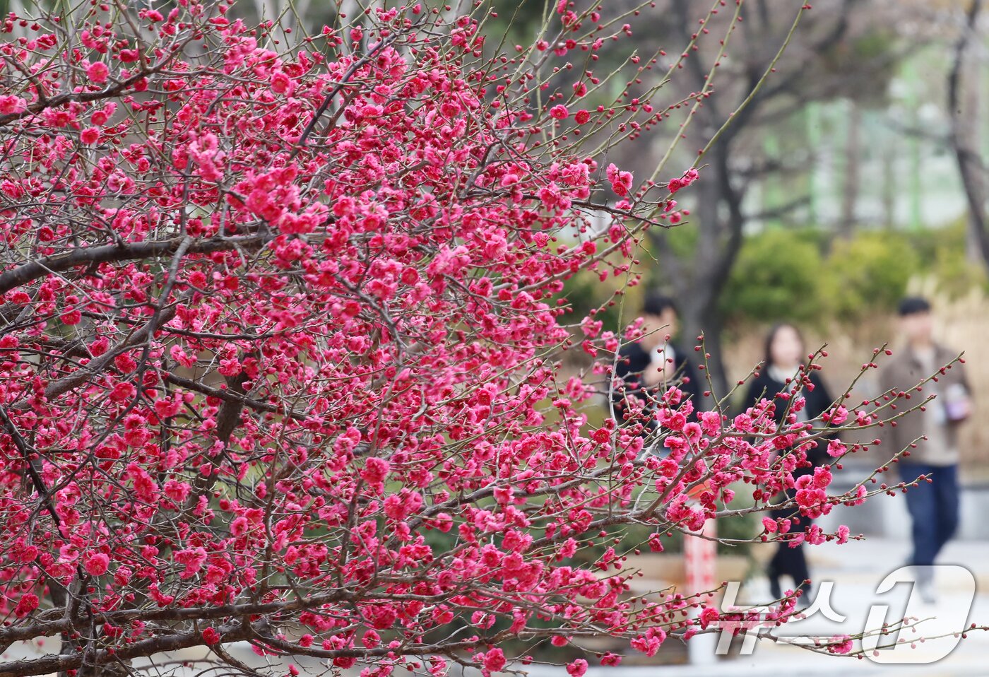 본문 이미지 - 완연함 봄 날씨를 보인 10일 부산 영도구 한 도로변 화단에 홍매화꽃이 활짝 펴 시민들의 눈길을 끌고 있다. 2025.3.10/뉴스1 ⓒ News1 윤일지 기자
