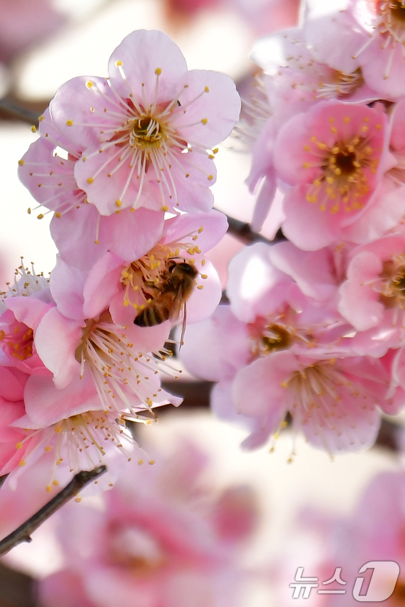 (포항=뉴스1) 최창호 기자 = 11일 오후 경북 포항시 북구 두호동 주택가 매화 나무에서 꿀벌 한마리가 꿀을 따고 있다. 2025.3.11/뉴스1