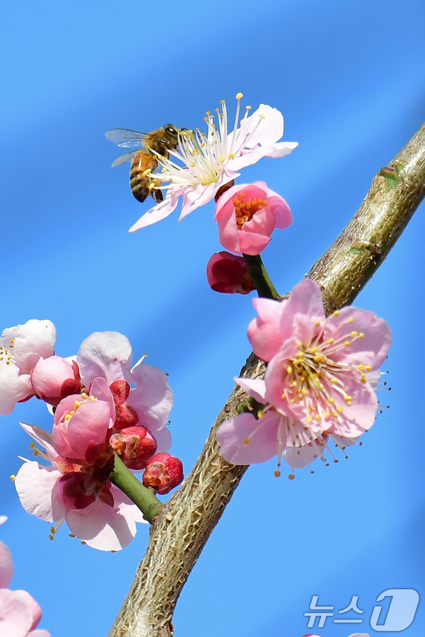 (포항=뉴스1) 최창호 기자 = 11일 오후 경북 포항시 북구 두호동 주택가 매화 나무에서 꿀벌 한마리가 꿀을 따고 있다.  2025.3.11/뉴스1