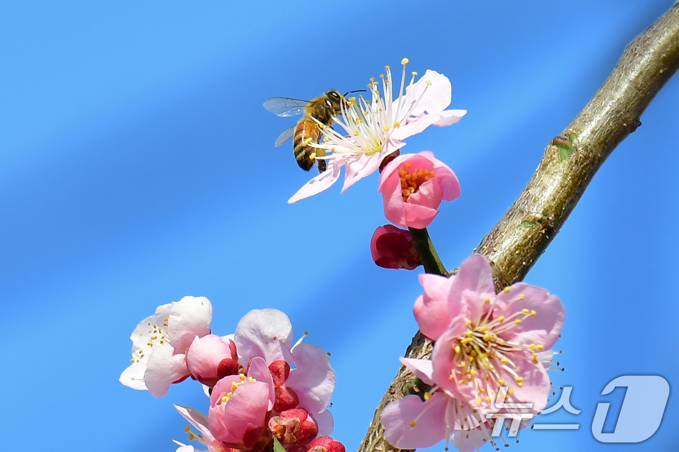 (포항=뉴스1) 최창호 기자 = 11일 오후 경북 포항시 북구 두호동 주택가 매화 나무에서 꿀벌 한마리가 꿀을 따고 있다. 2025.3.11/뉴스1
