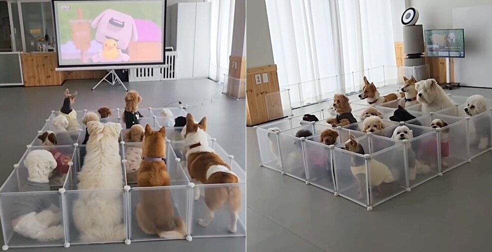 본문 이미지 - 강아지 유치원에서 애니메이션 단체 관람하는 댕댕이들의 영상이 화제다.(루비 보호자 제공) ⓒ 뉴스1