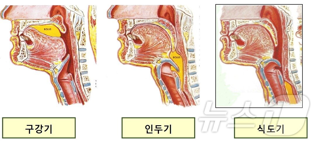 본문 이미지 - 삼킴의 과정&#40;가톨릭대학교 대전성모병원 제공&#41;