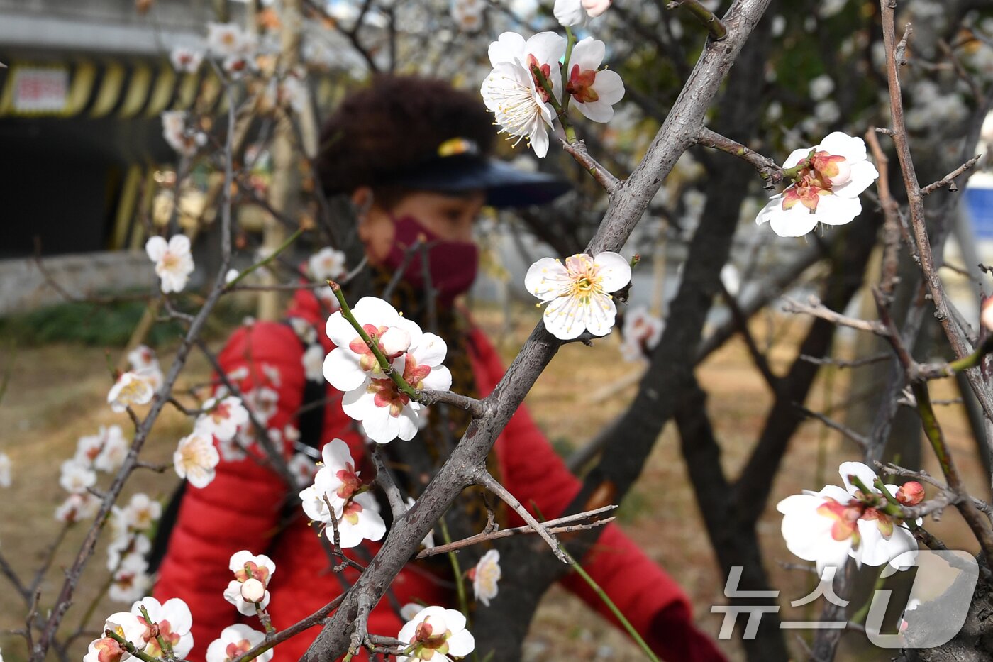 본문 이미지 - 12일 오전 출근길에 나선 시민이 경북 포항시 송림초등학교 앞 포항운하 주변에 핀 매화꽃길을 따라 걸어가고 있다. 2025.3.12/뉴스1 ⓒ News1 최창호 기자