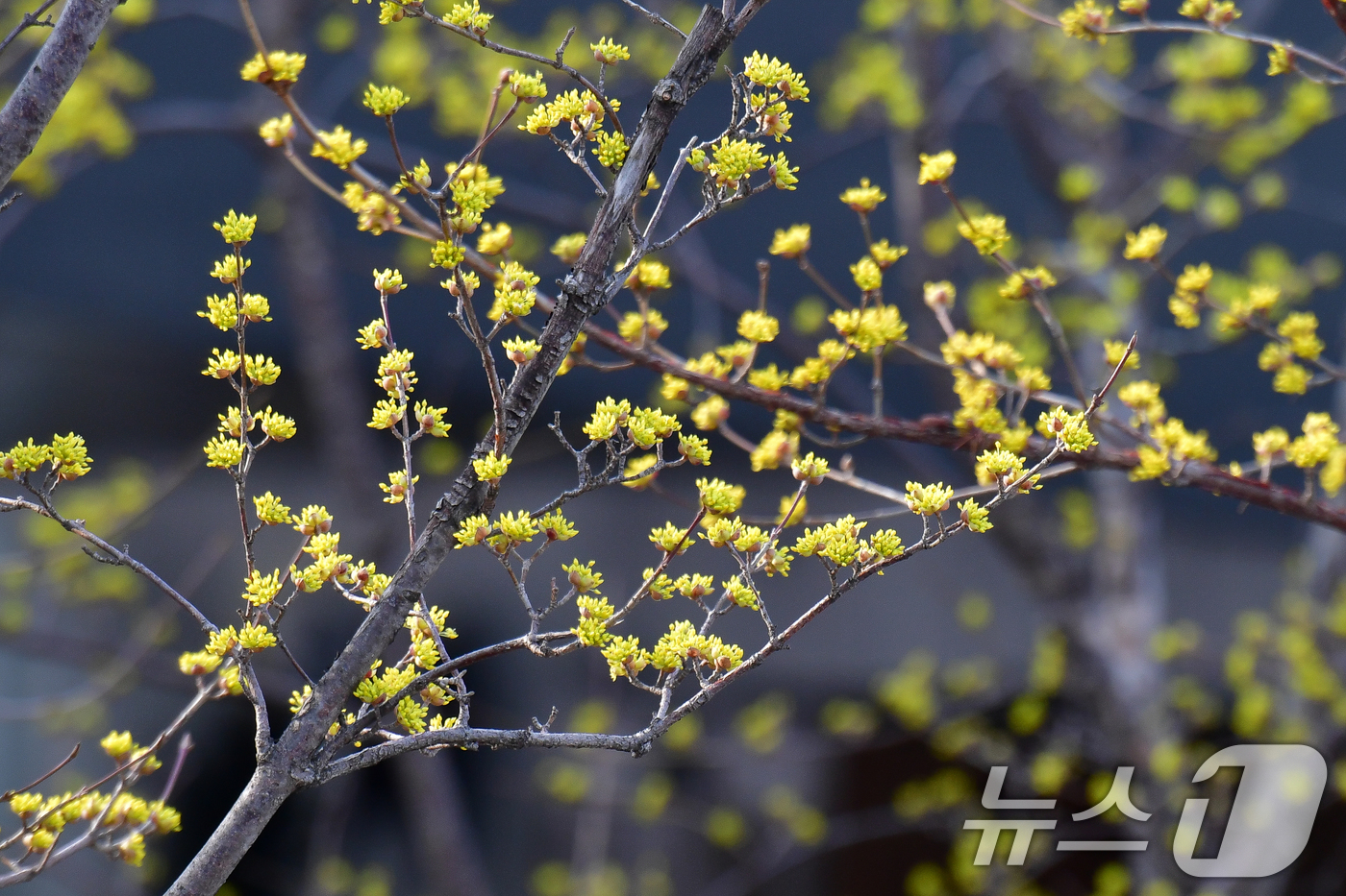 (포항=뉴스1) 최창호 기자 = 12일 오전 경북 포항시 송림초등학교 앞 포항운하 주변에 산수유가 활짝 꽃망을 터뜨리고 있다. 2025.3.12/뉴스1