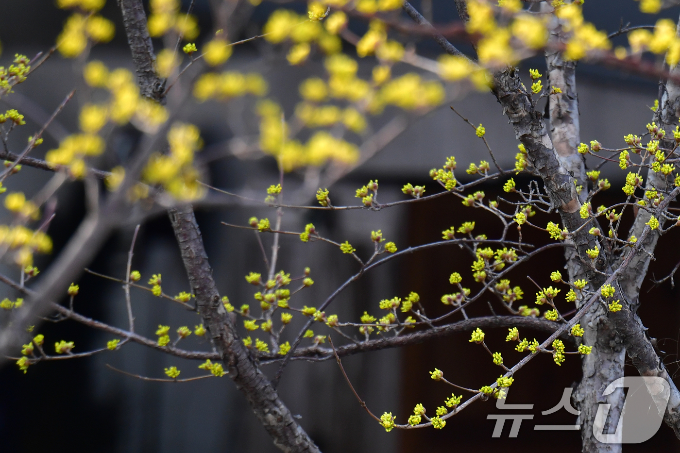 (포항=뉴스1) 최창호 기자 = 12일 오전 경북 포항시 송림초등학교 앞 포항운하 주변에 산수유가 활짝 꽃망을 터뜨리고 있다. 2025.3.12/뉴스1