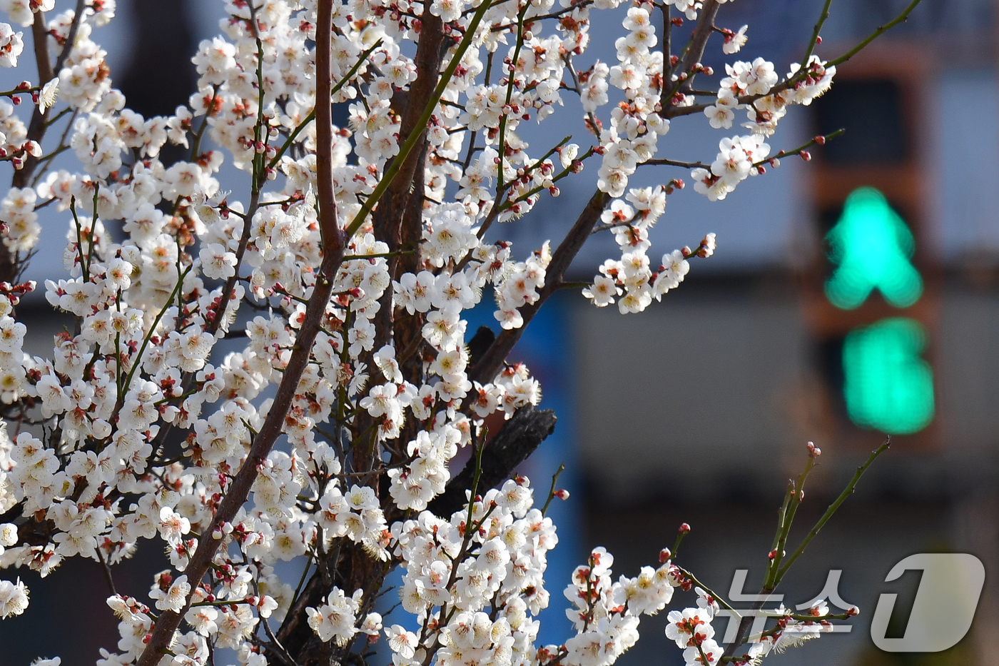(포항=뉴스1) 최창호 기자 = 12일 오전 경북 포항시 송림초등학교 앞 포항운하 주변에 매화꽃이 활짝 꽃망을 터뜨리고 있다. 2025.3.12/뉴스1