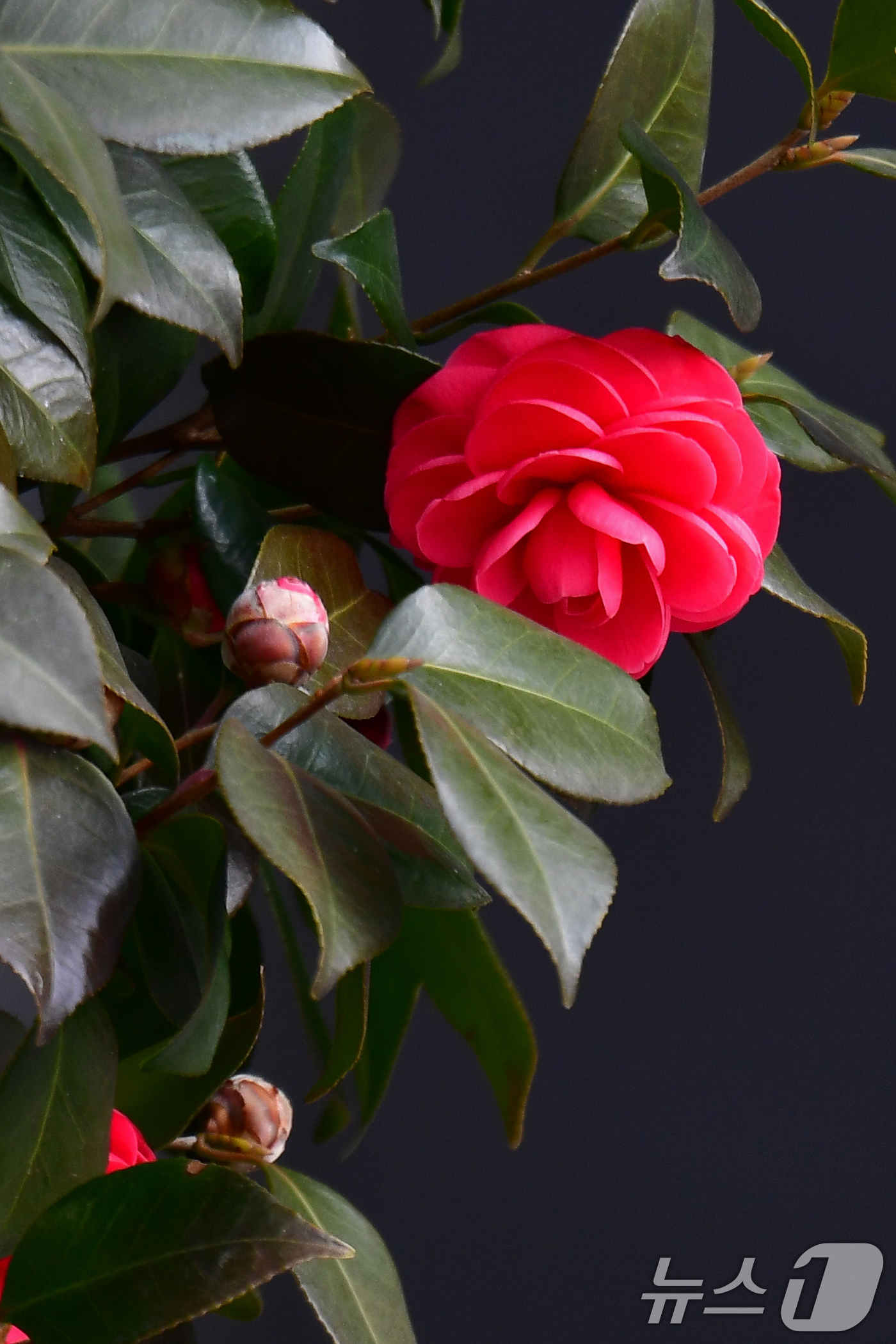 (포항=뉴스1) 최창호 기자 = 12일 오전 경북 포항시 남구 대잠동 철길 숲 주변애 동백꽃이 활짝 꽃망울 터뜨리고 있다. 2025.3.12/뉴스1