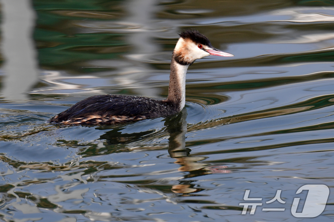 (포항=뉴스1) 최창호 기자 = 12일 경북 포항시 송림초등학교 앞 포항운하에서 뿔논병아리 한마리가 먹잇감을 찾아 다니고 있다.뿔논병아리는 작은 물고기 등을 사냥한다.  2025. …