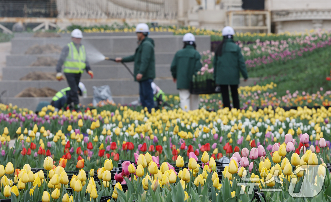 (용인=뉴스1) 김영운 기자 = 12일 오전 경기 용인시 처인구 에버랜드 포시즌스가든에서 관계자들이 만개를 앞둔 튤립을 살펴보는 등 튤립 축제 준비를 하고 있다.에버랜드 튤립축제는 …
