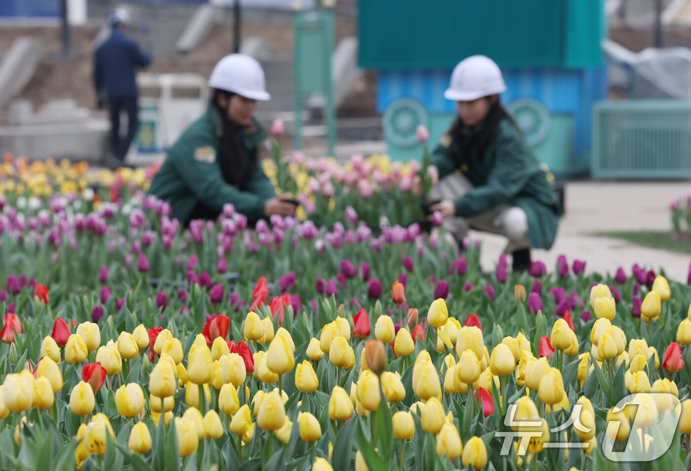 본문 이미지 - 12일 오전 경기 용인시 처인구 에버랜드 포시즌스가든에서 관계자들이 만개를 앞둔 튤립을 살펴보는 등 튤립 축제 준비를 하고 있다.  2025.3.12/뉴스1 ⓒ News1 김영운 기자
