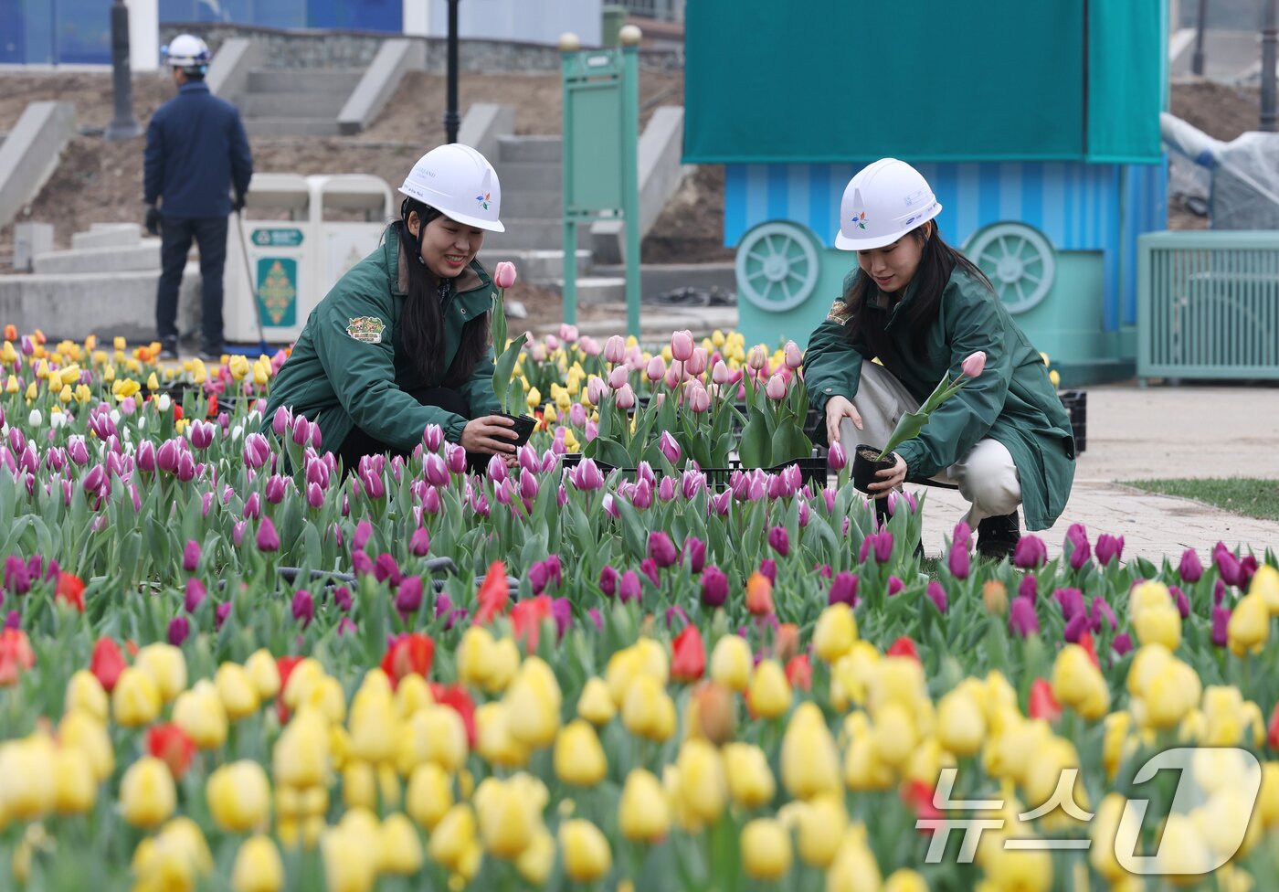 본문 이미지 - 12일 오전 경기 용인시 처인구 에버랜드 포시즌스가든에서 관계자들이 만개를 앞둔 튤립을 살펴보는 등 튤립 축제 준비를 하고 있다.  2025.3.12/뉴스1 ⓒ News1 김영운 기자