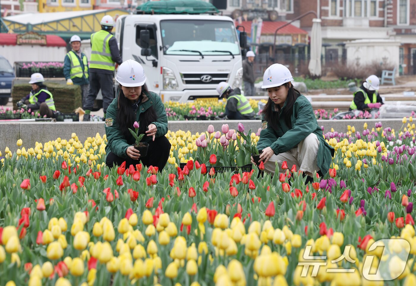 본문 이미지 - 12일 오전 경기 용인시 처인구 에버랜드 포시즌스가든에서 관계자들이 만개를 앞둔 튤립을 살펴보는 등 튤립 축제 준비를 하고 있다.  2025.3.12/뉴스1 ⓒ News1 김영운 기자