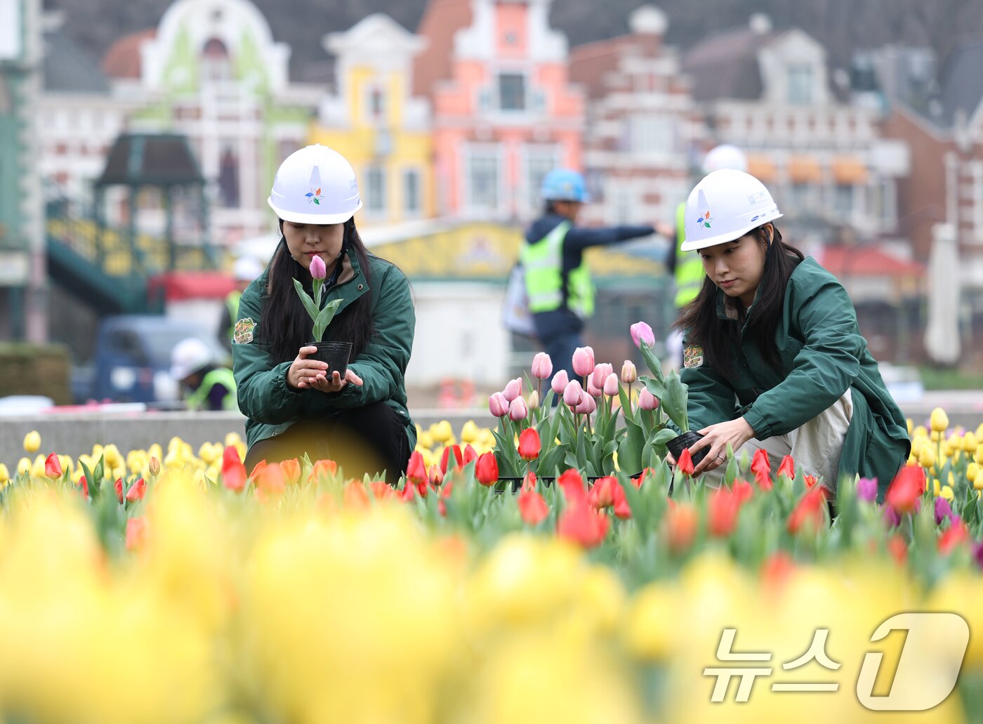 본문 이미지 - 12일 오전 경기 용인시 처인구 에버랜드 포시즌스가든에서 관계자들이 만개를 앞둔 튤립을 살펴보는 등 튤립 축제 준비를 하고 있다. 2025.3.12/뉴스1 ⓒ News1 김영운 기자