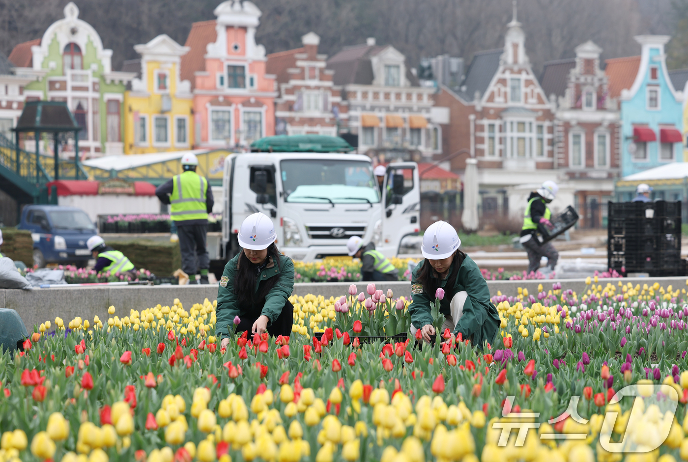 (용인=뉴스1) 김영운 기자 = 12일 오전 경기 용인시 처인구 에버랜드 포시즌스가든에서 관계자들이 만개를 앞둔 튤립을 살펴보는 등 튤립 축제 준비를 하고 있다.에버랜드 튤립축제는 …