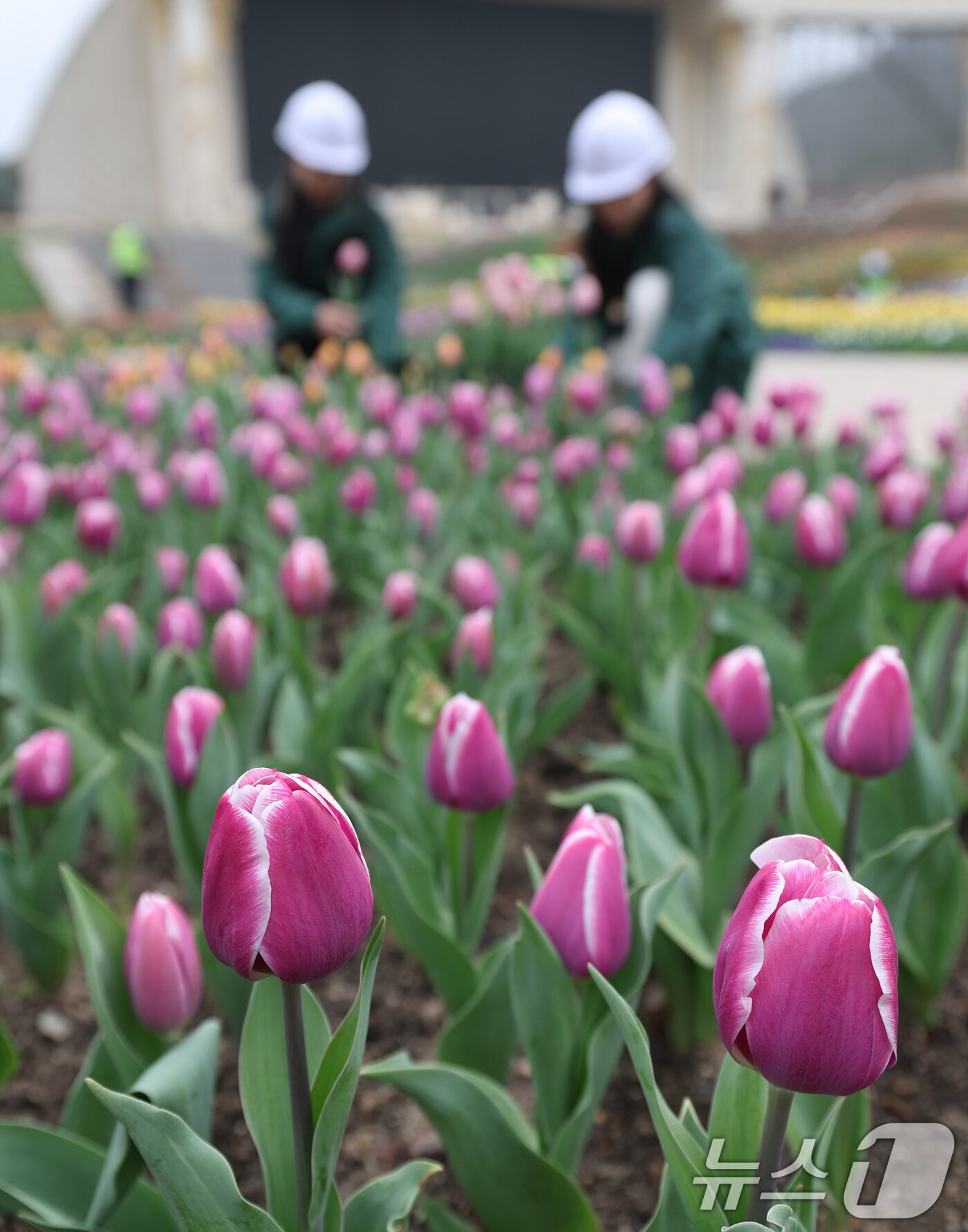 본문 이미지 - 12일 오전 경기 용인시 처인구 에버랜드 포시즌스가든에서 관계자들이 만개를 앞둔 튤립을 살펴보는 등 튤립 축제 준비를 하고 있다.  2025.3.12/뉴스1 ⓒ News1 김영운 기자