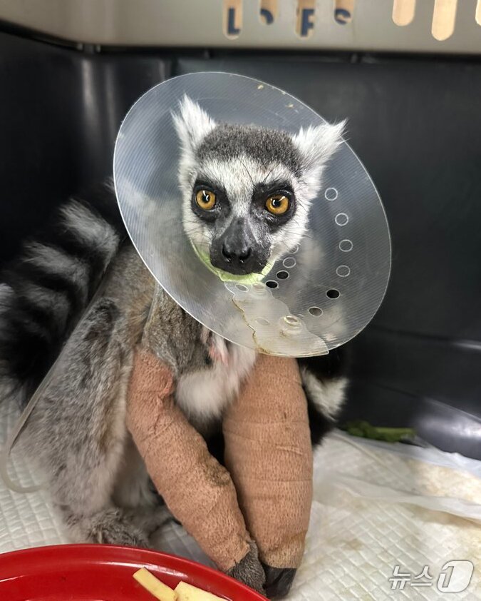 본문 이미지 - 광주 우치동물원 멸종위기종 '알락꼬리여우 원숭이'.(광주시 제공. 재판매 및 DB 금지) ⓒ News1 박준배 기자