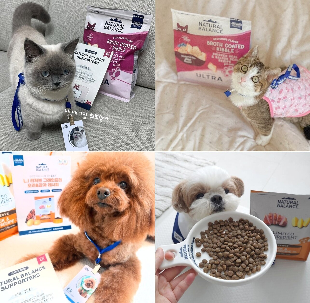 본문 이미지 - 제품을 홍보하며 사료 값 버는 반려동물들 (왼쪽 상단부터 시계방향으로 인스타그램 supremeecatt, meeeeeeeeowo, rlaxhfl21, kancho1024 제공) ⓒ 뉴스1