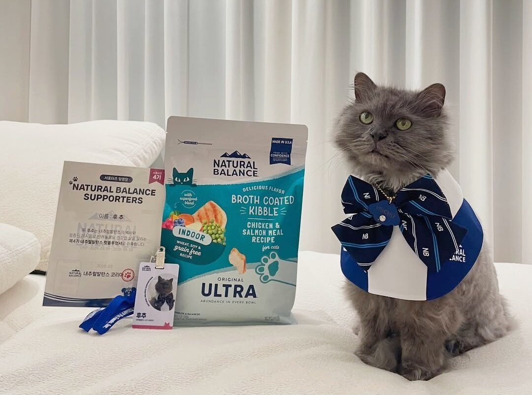 본문 이미지 - 내추럴발란스 서포터즈 펫플루언서 4기 '후추' (인스타그램 hu__guli 제공) ⓒ 뉴스1