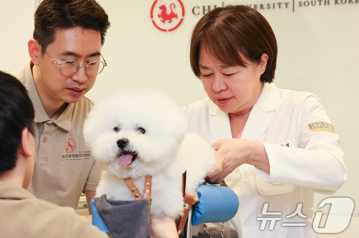 (서울=뉴스1) 허경 기자 = 신사경 VIP동물한방재활센터 원장이 12일 서울 강남구 VIP동물한방재활의학센터 by Dr.(바이 닥터) 신사경에서 침 치료를 하고 있다. 2025. …