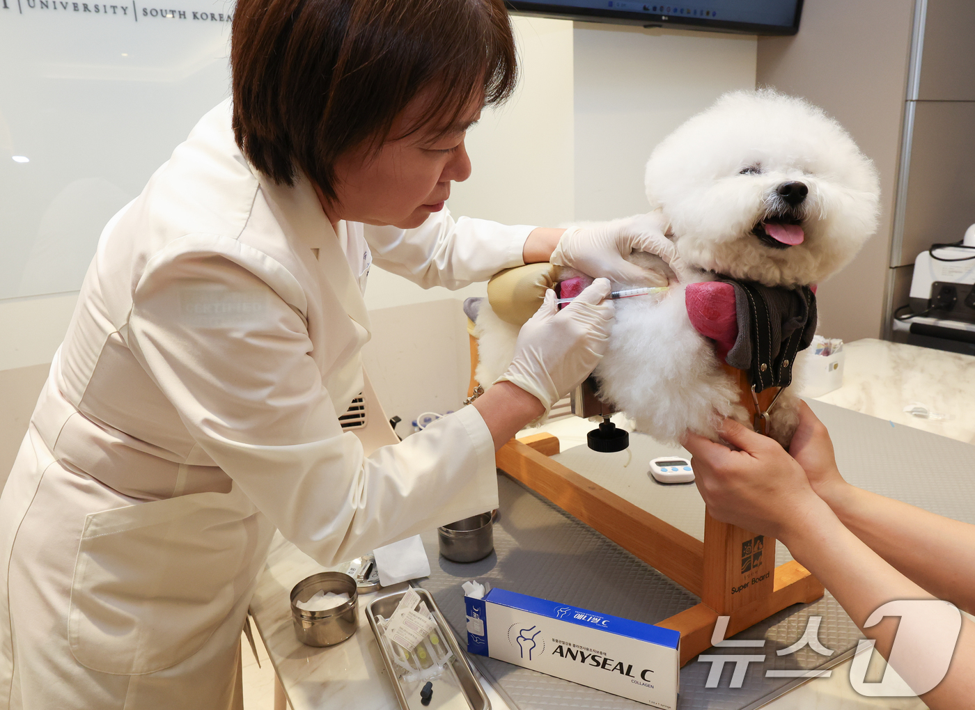 (서울=뉴스1) 허경 기자 = 신사경 VIP동물한방재활센터 원장이 12일 서울 강남구 VIP동물한방재활의학센터 by Dr.(바이 닥터) 신사경에서 관절주사를 투여하고 있다. 202 …