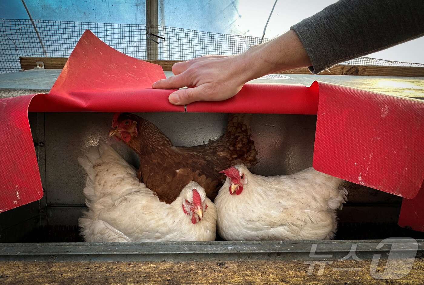 본문 이미지 - 지난달 27일 미국 뉴욕의 한 가정에서 기르고 있는 닭의 모습. ⓒ 로이터=뉴스1 ⓒ News1 류정민 특파원