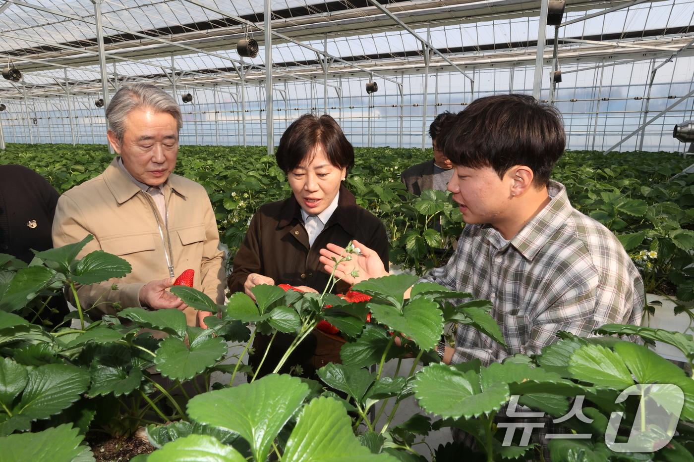 (서울=뉴스1) 이연주 기자 = 강호동 농협중앙회장(왼쪽)이 송미령 농림축산식품부 장관과 지난 12일 충남 논산시 소재 청년농업인의 스마트팜 농가를 방문해 딸기 생육 상황을 살피고 …