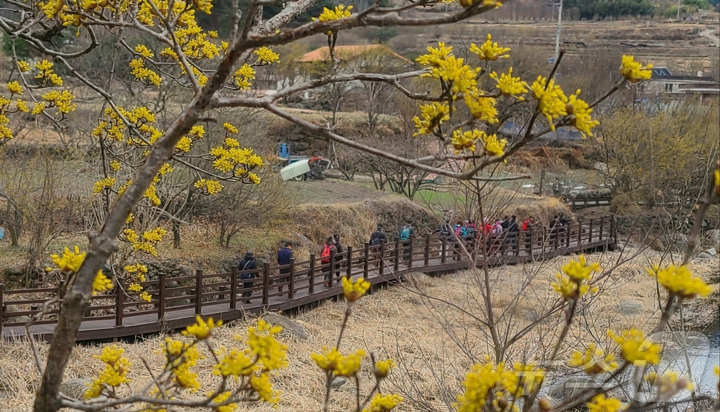 (구례=뉴스1) 김동수 기자 = 13일 오전 전남 구례군 산동면 반곡마을과 산수유사랑공원에 노랗게 물든 산수유꽃이 활짝 피어 있다. 국내 최대 산수유 군락지인 구례군은 3월 15~ …