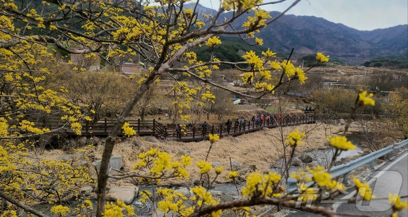 본문 이미지 - 전남 구례군 산동면 반곡마을과 산수유사랑공원에 노랗게 물든 산수유꽃이 활짝 피어 있다. (구례군 제공. 재판매 및 DB 금지) 2025.3.13/뉴스1 ⓒ News1 김동수 기자