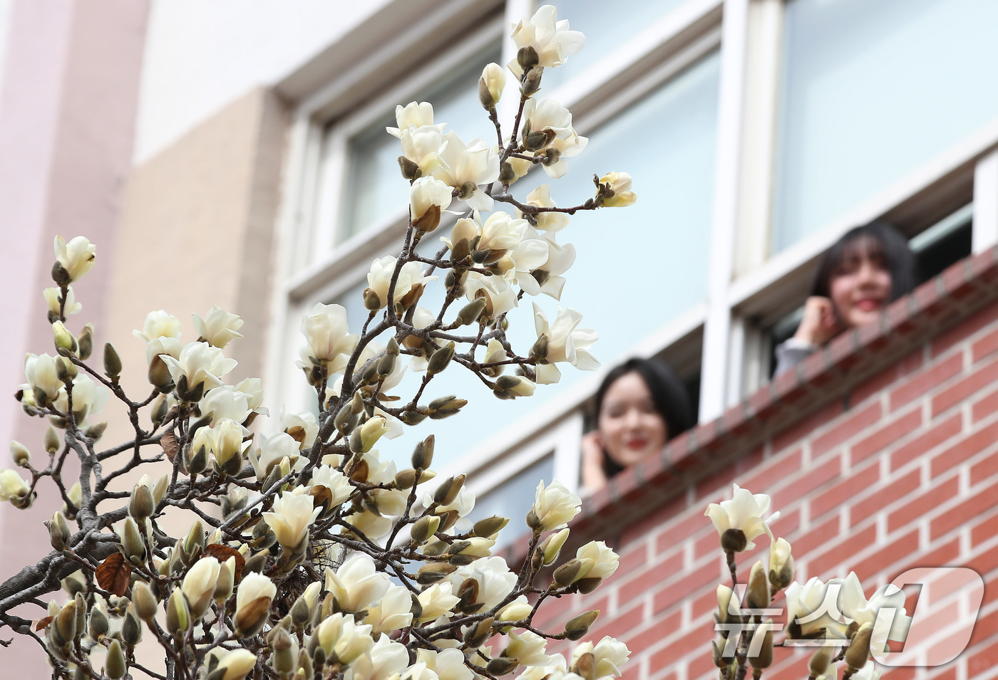 (대구=뉴스1) 공정식 기자 = 평년 기온을 웃도는 포근한 날씨가 이어진 13일 대구 북구 영진전문대 복현캠퍼스에 핀 목련이 완연한 봄소식을 전하고 있다. 2025.3.13/뉴스1 …