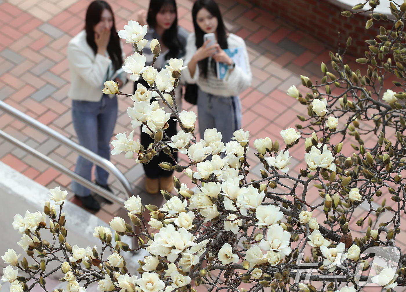 (대구=뉴스1) 공정식 기자 = 평년 기온을 웃도는 포근한 날씨가 이어진 13일 대구 북구 영진전문대 복현캠퍼스에 핀 목련이 완연한 봄소식을 전하고 있다. 2025.3.13/뉴스1 …