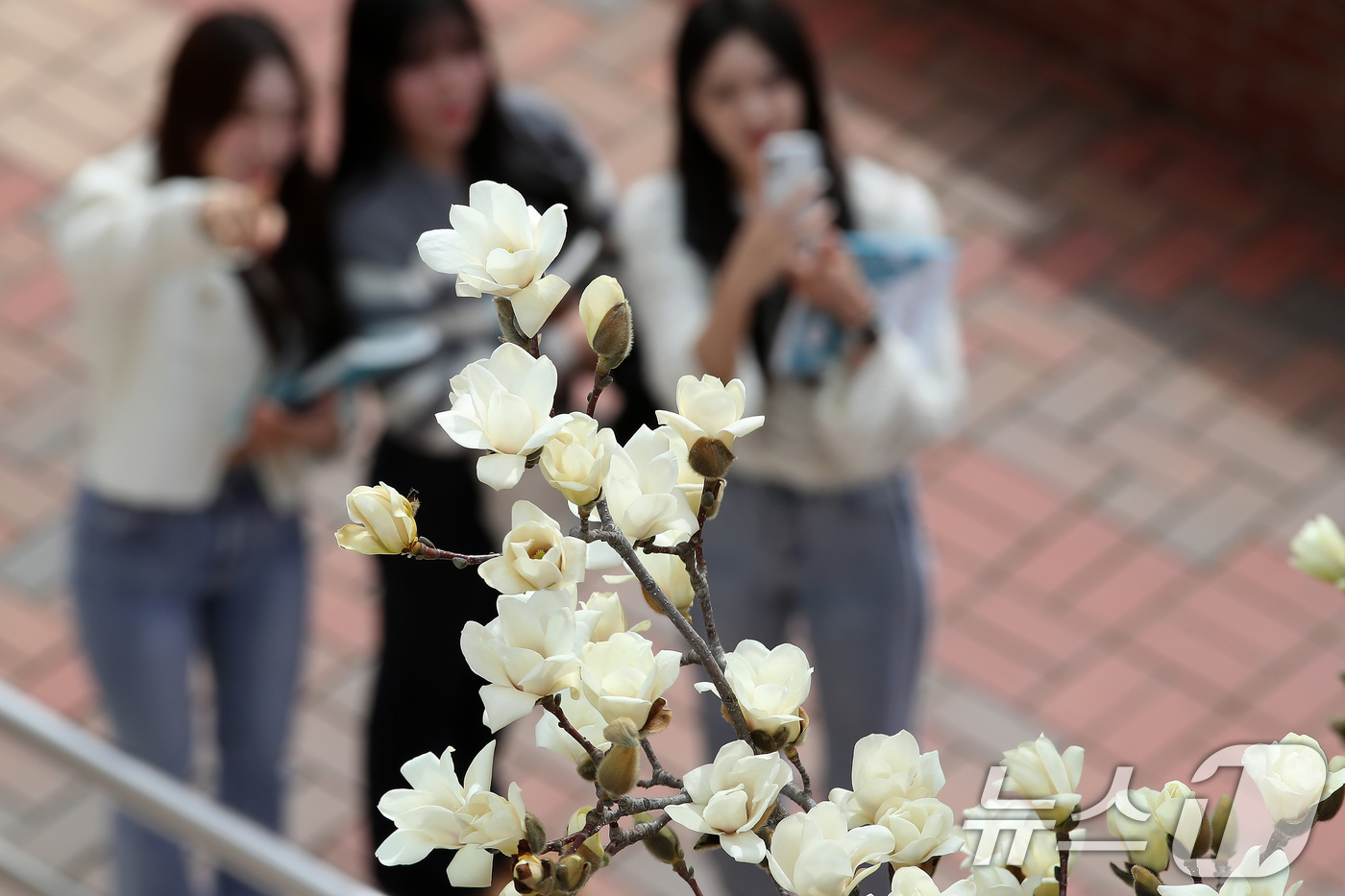 (대구=뉴스1) 공정식 기자 = 평년 기온을 웃도는 포근한 날씨가 이어진 13일 대구 북구 영진전문대 복현캠퍼스에 핀 목련이 완연한 봄소식을 전하고 있다. 2025.3.13/뉴스1 …