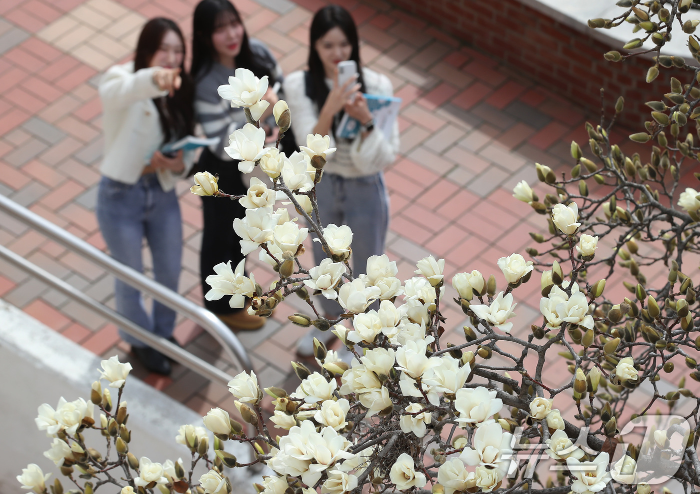 (대구=뉴스1) 공정식 기자 = 평년 기온을 웃도는 포근한 날씨가 이어진 13일 대구 북구 영진전문대 복현캠퍼스에 핀 목련이 완연한 봄소식을 전하고 있다. 2025.3.13/뉴스1 …