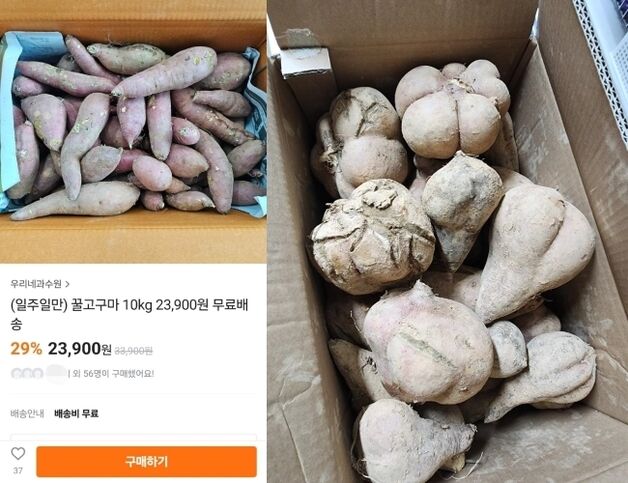 "음식 장난, 중국 욕할 거 없다"…못난이 고구마라더니 썩은 거 왔다