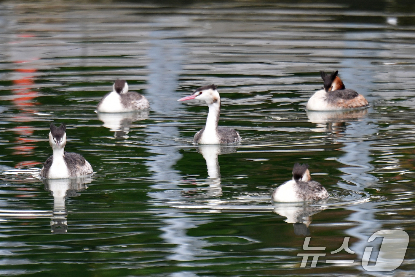 (포항=뉴스1) 최창호 기자 = 16일 경북 포항시 송림초등학교 앞 포항운하에서 뿔논병아리들이 이동하고 있다.최근 포항운하에는 뿔논병아리와 물닭, 백로 등이 날아와 먹잇감을 사냥할 …