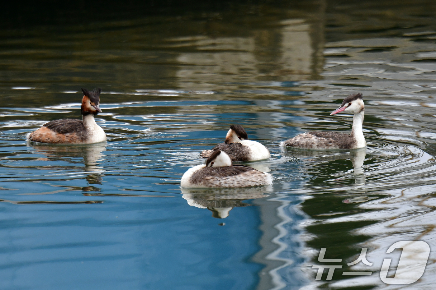 (포항=뉴스1) 최창호 기자 = 16일 경북 포항시 송림초등학교 앞 포항운하에서 뿔논병아리들이 쉬고 있다.최근 포항운하에는 뿔논병아리와 물닭, 백로 등이 날아와 먹잇감을 사냥할 정 …