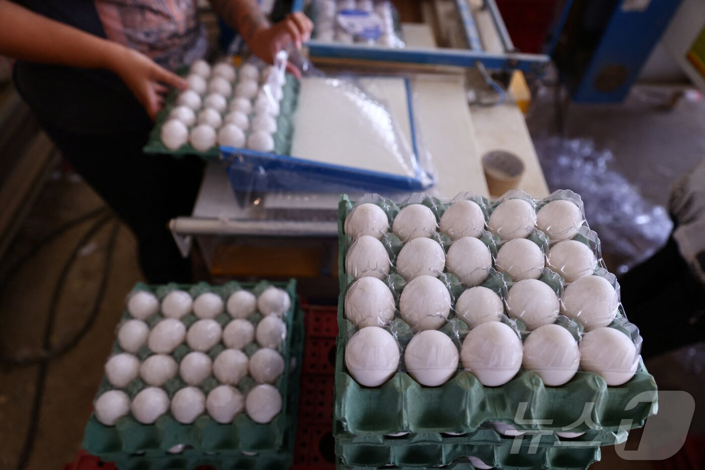 본문 이미지 - 12일&#40;현지시간&#41; 브라질의 리오그란지두술 타쿠아리의 가금류 농장에서 작업자가 미국으로 수출할 계란을 포장하고 있다. ⓒ 로이터=뉴스1