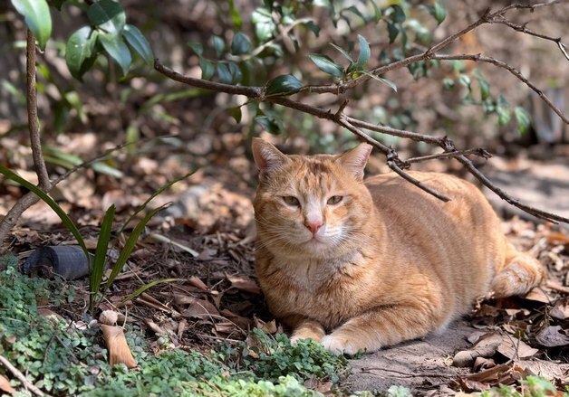 길고양이 러버콘에 가둬 불붙인 20대 징역 6월 집유