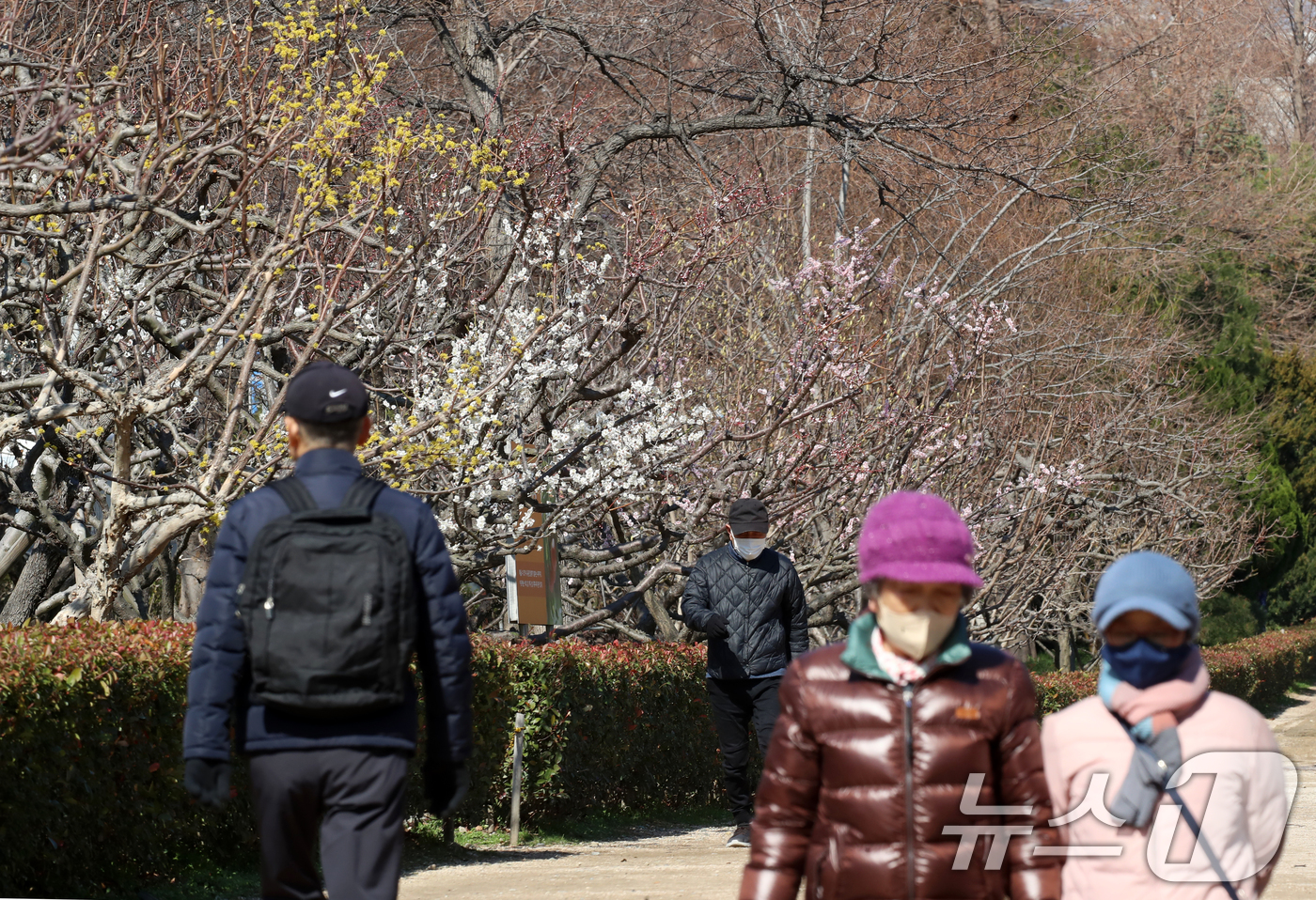 (부산=뉴스1) 윤일지 기자 = 전국적으로 꽃샘추위가 찾아온 17일 부산 남구 대연수목전시원에 핀 산수유, 매화 옆으로 두터운 옷을 입은 시민들이 걸어가고 있다. 2025.3.17 …