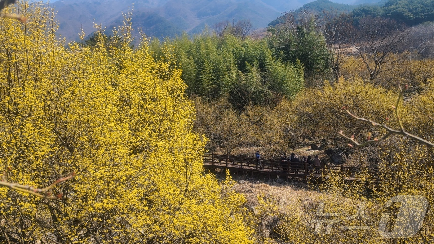 (구례=뉴스1) 김동수 기자 = 17일 오전 전남 구례군 산동면 일원에서 노랗게 물든 산수유꽃이 활짝 피어 있다. 국내 최대 산수유 군락지인 구례군은 오는 23일까지 산동면 일원에 …