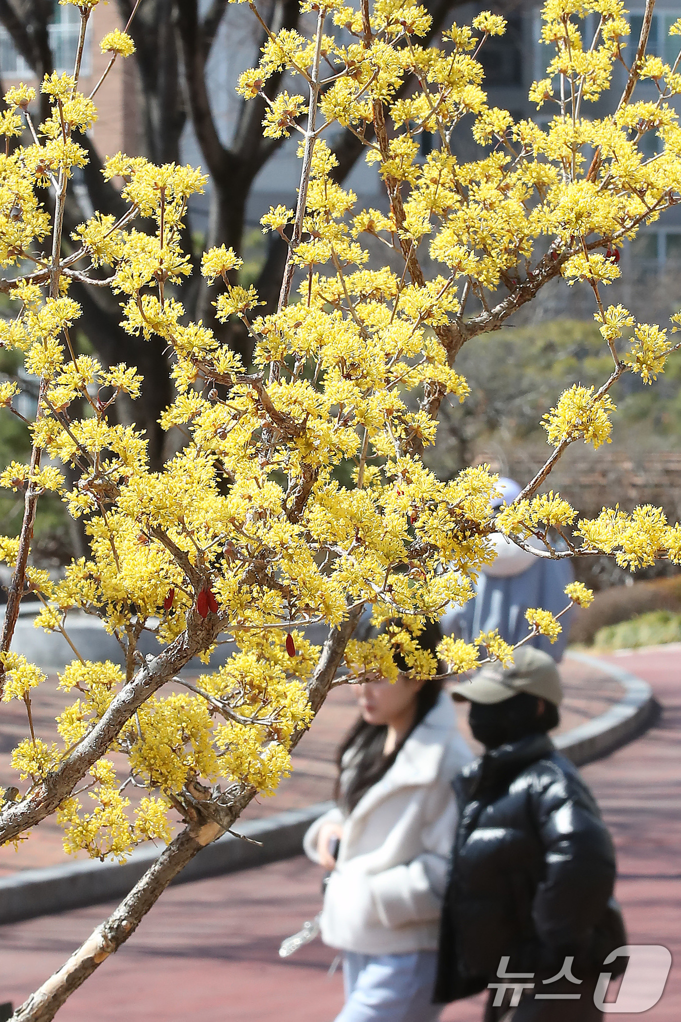 (대구=뉴스1) 공정식 기자 = 꽃샘추위가 찾아온 17일 대구 북구 영진전문대 복현캠퍼스에서 노랗게 핀 산수유 꽃 너머로 겨울 외투를 입은 학생들이 지나가고 있다. 2025.3.1 …
