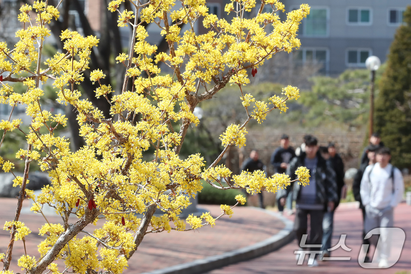 (대구=뉴스1) 공정식 기자 = 꽃샘추위가 찾아온 17일 대구 북구 영진전문대 복현캠퍼스에서 노랗게 핀 산수유 꽃 너머로 겨울 외투를 입은 학생들이 지나가고 있다. 2025.3.1 …