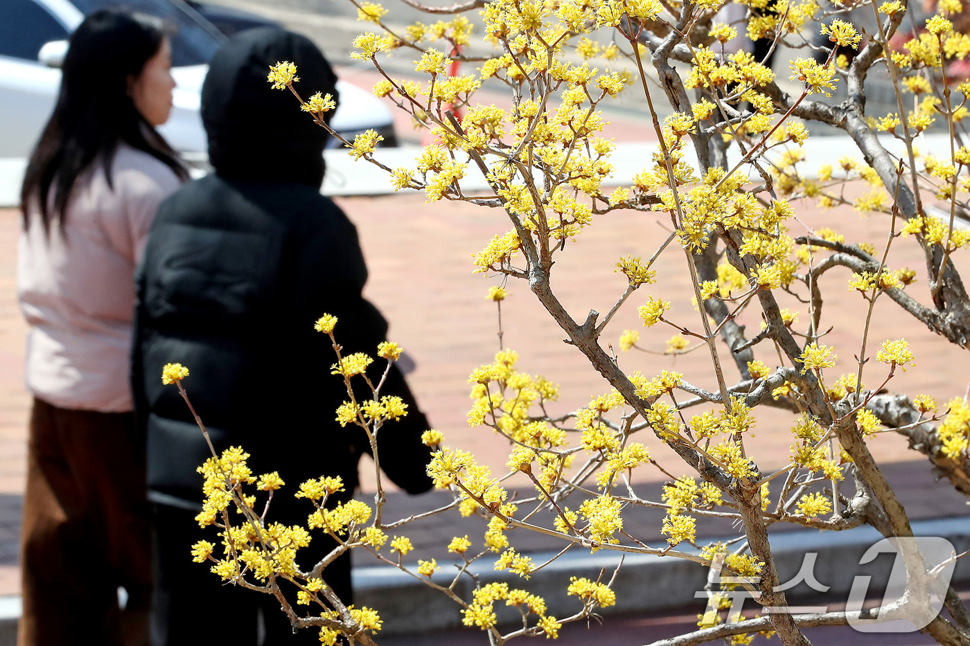 (대구=뉴스1) 공정식 기자 = 꽃샘추위가 찾아온 17일 대구 북구 영진전문대 복현캠퍼스에서 노랗게 핀 산수유 꽃 너머로 겨울 외투를 입은 학생들이 지나가고 있다. 2025.3.1 …