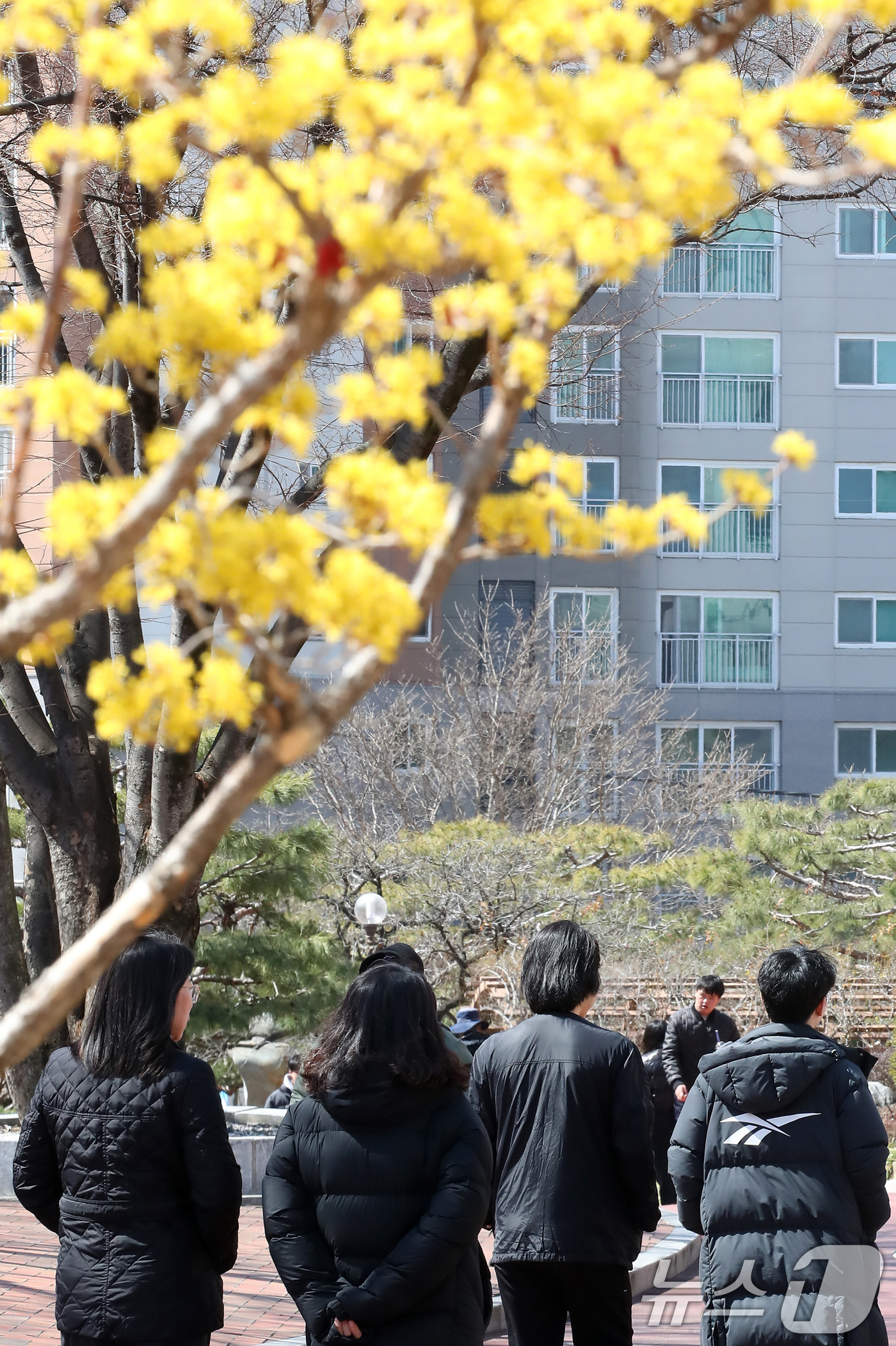 (대구=뉴스1) 공정식 기자 = 꽃샘추위가 찾아온 17일 대구 북구 영진전문대 복현캠퍼스에서 노랗게 핀 산수유 꽃 너머로 겨울 외투를 입은 학생들이 지나가고 있다. 2025.3.1 …
