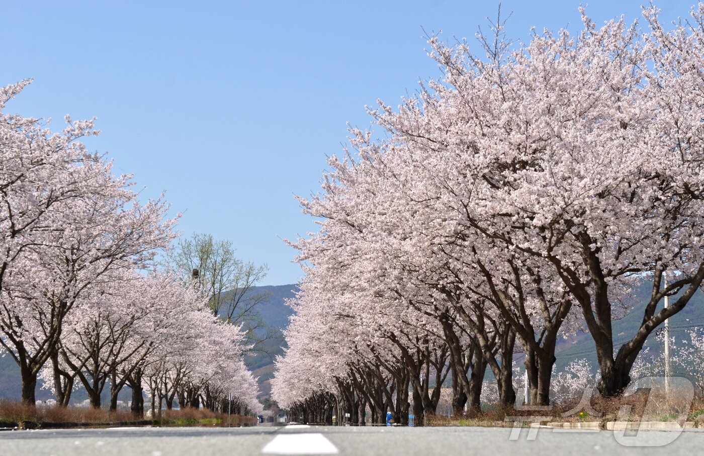 본문 이미지 - 합천 백리벚꽃길(합천군 제공. 재판매 및 DB금지).